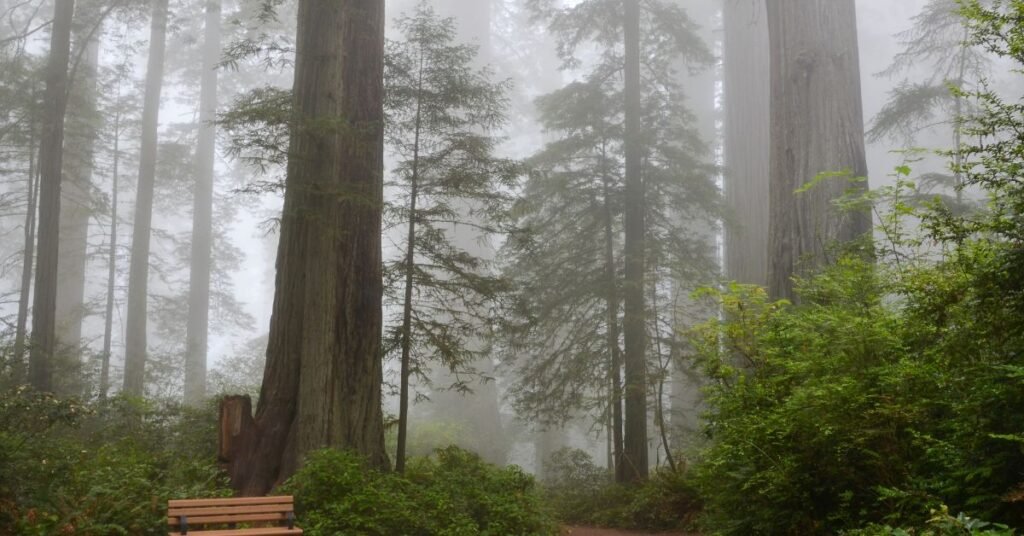 guide about Big Basin Redwoods State Park (California)