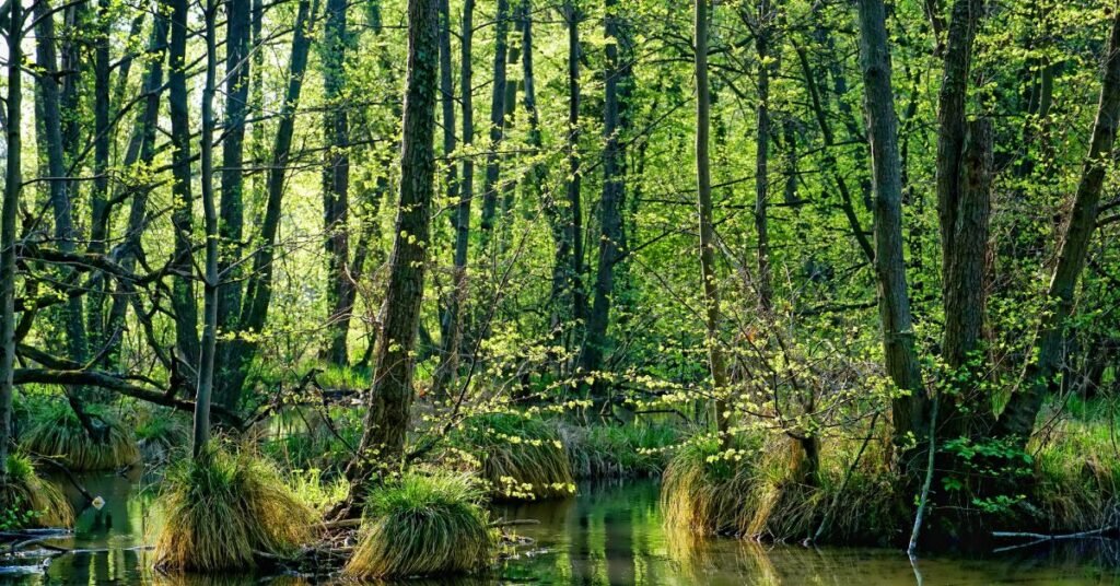 Turkey Swamp Park (New Jersey)